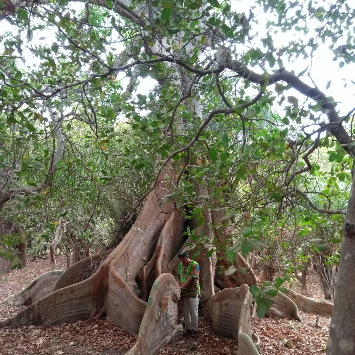 K’hala Wawas ( Niños de Piedra)