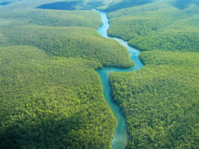 AMAZONIA • Llamado urgente a todas las mujeres medicina de la Madre Tierra